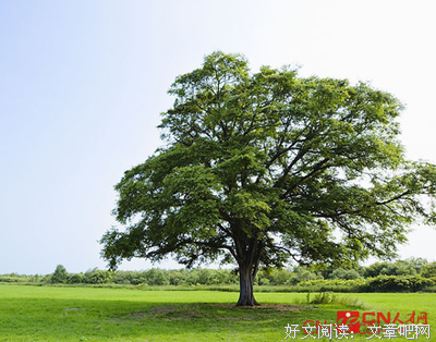 春苑桃花红读后感精选