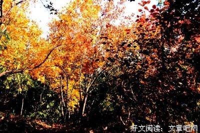 有关青枫蒲的句子