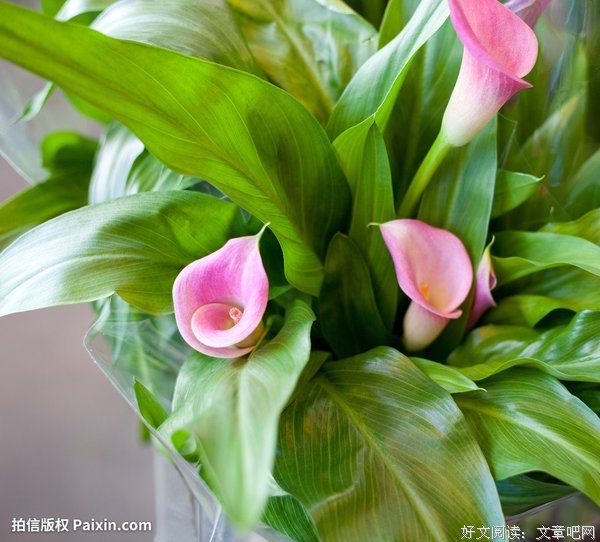菜地边的马蹄莲