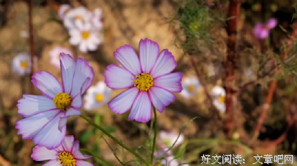 稳定的情绪，是最好的教养！