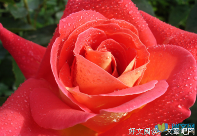 有关花与孩多的句子