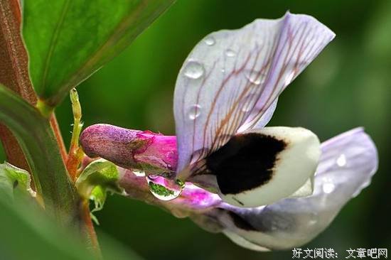 蚕豆的乡愁