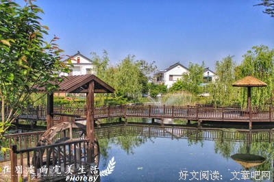 鸢尾花 