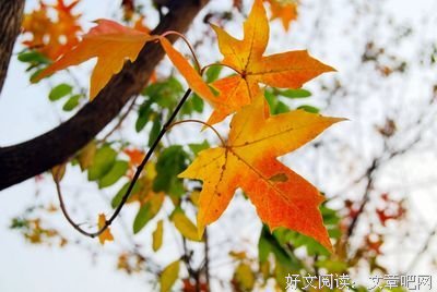 《一叶知秋》的句子