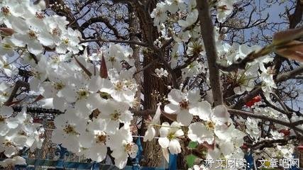 外路了下梨花正开时的优美句子