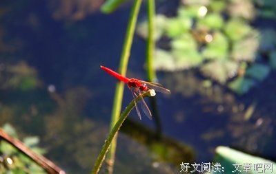 青荷可界经典名句
