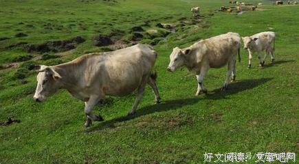 《羊之树》观后感100字