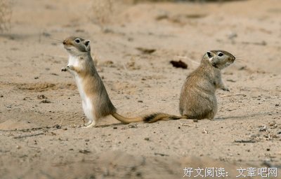 关于东张西望的名言