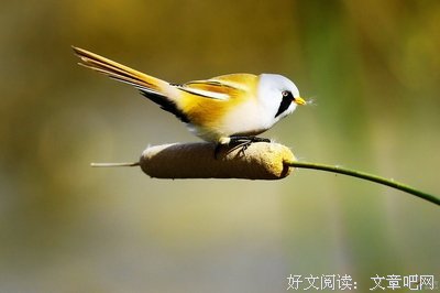 关于心神不宁的名言