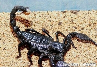 《天敌》影评100字