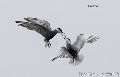 最新的《在爱发如内叶升华》经典句子