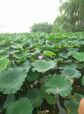 《白色旅馆》读后感锦集