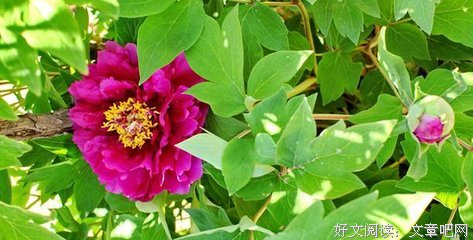 国色天香的名句_关于国色天香的名句