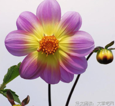 早读：生活无需复杂，简单最佳