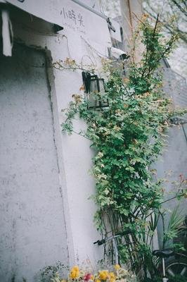 浅尝清欢，深情生命