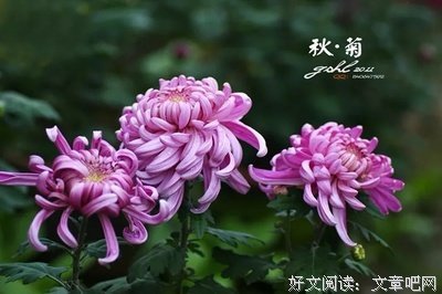 早读丨眼里无是非，心中有风景