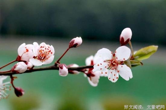 池莉：封城禁足99天脑子闪过些什么