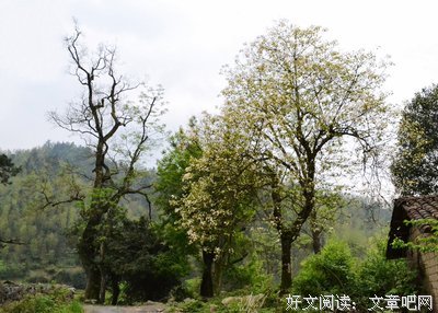 15条关于花落花开的经典语句