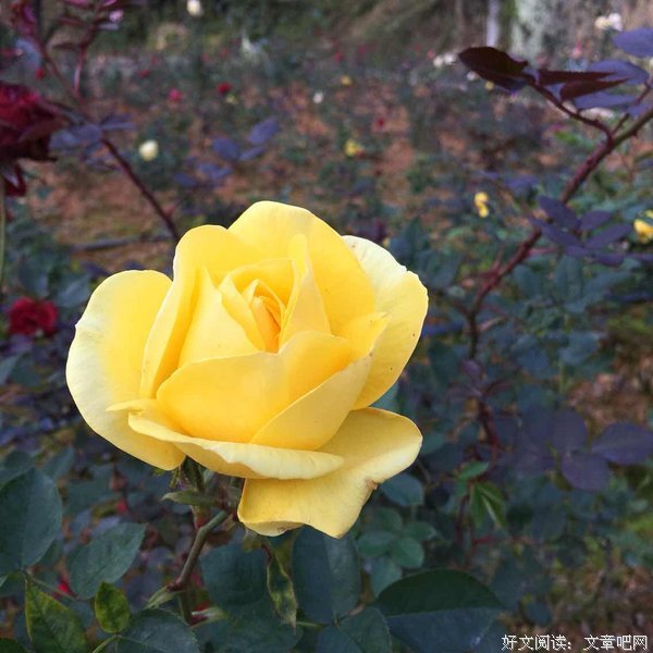 菩提也天摩的名言