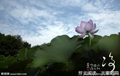 鹤立鸡群的语句摘抄_关于鹤立鸡群的语句