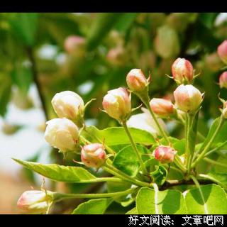 北京的金山上读后感锦集
