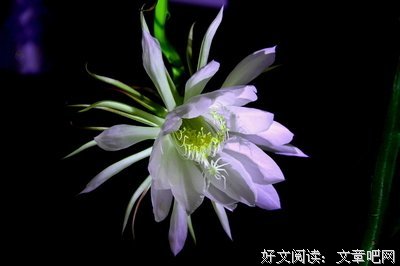 关于昙花一现的座右铭