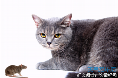 农村18斤重的大老鼠，头一次见！