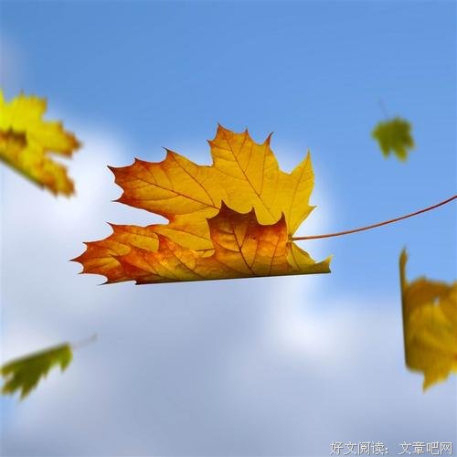 落叶