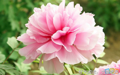 花经典的句子