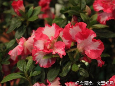 描写姹紫嫣红的语句摘抄