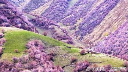 关于枝繁叶茂的唯美语录
