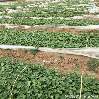 秧田里180CM大哥捉鱼，这长腿汉子看得我要下水了