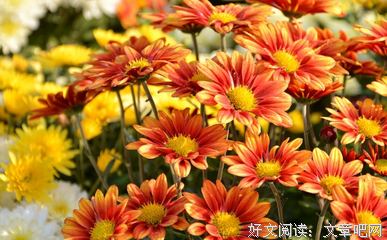 紫微 
