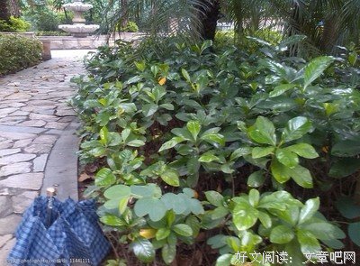 栀子花经典的句子