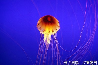深海里的星星·1经典读后感有感