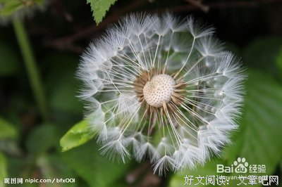 关于开花结果的名言