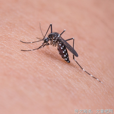 蚊子最讨厌4种花，家里养上一盆，蚊子不敢进门！你家有吗？