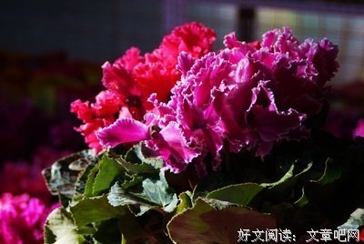 《世界上最大的鲜花市场》的影评大全