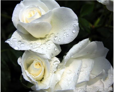 白槿花香经典的句子