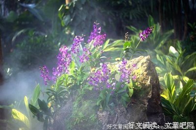 空谷幽兰读后感100字