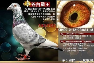 文字的苍白，源于内心的苍白的优美句子
