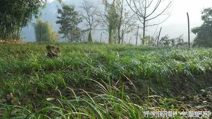 心眼若好，一看就知