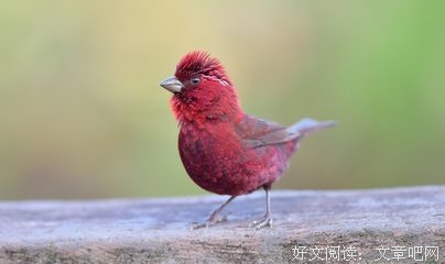 抢个仙女做老婆