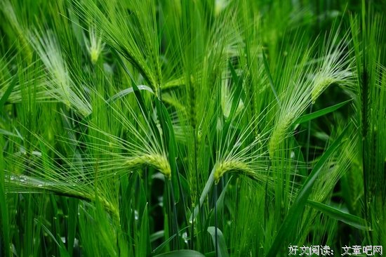 荒野上的青稞