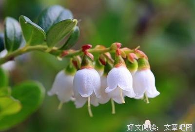 关于蜻蜓点水的名言
