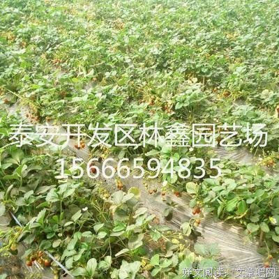 描写反其道而行之的经典句子