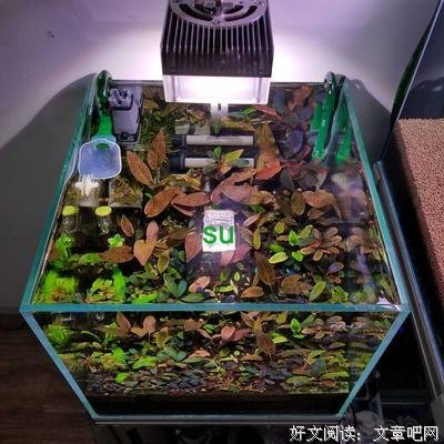 关于智者见智的语句