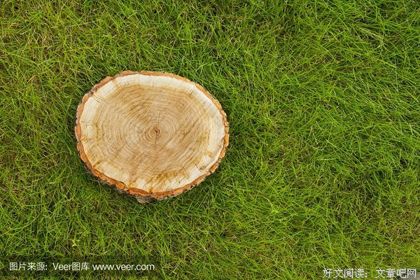 邻居家要砍树，想把树倒在我家院子里