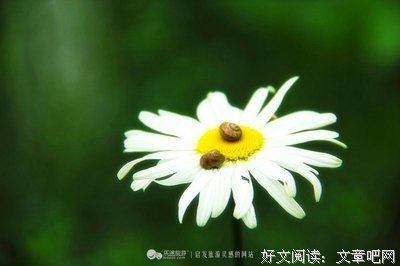关于丫丫的优美句子