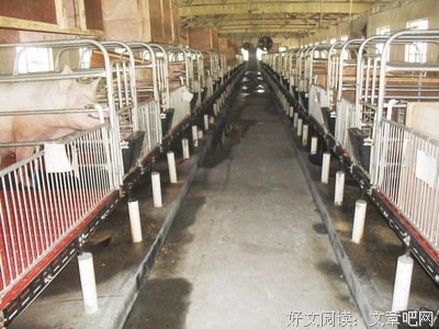 72岁老汉母猪，谁都想不到...